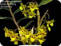 Dendrobium cerinum